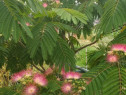 Arbore de matase, Albitia Mimoza