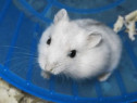 Hamsteri pitici albi complet frumoși și jucăuși