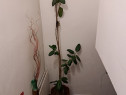Plantă Ficus