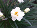 Narcise, ghiocei galbeni
