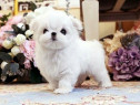 Bichon maltez mini toy