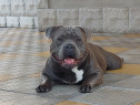 American bully adulti