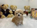 Maltipoo poodle mini toy