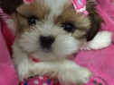 Pui shih-tzu talie mica