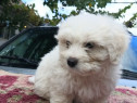 Catei Bichon Maltez albi