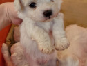 Catei bichon maltez