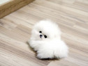 Poza reala Pomeranian ca de jucărie mini boo