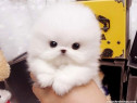 Pomeranian mini boo