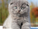 Pui scottish fold si british