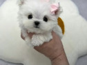 Bichon maltez mini toy