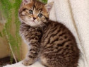 British shorthair pui