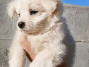 Pui Bichon Maltez mini toy femela 3 luni