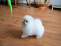 Mini Pomeranian Fci Pedigree