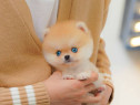 Raritate pomeranian mini boo