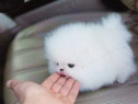 Pomeranian mini teacup adevarat