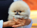 Pomeranian boo cel mai frumos cadou