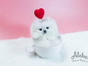 Pomeranian mini boo teeacup