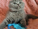 Scottish fold blue