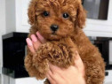 Toy pudel-- Toy Poodle