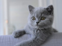 British shorthair băieței și fetițe