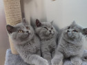 British shorthair pisoiasi superbi