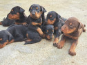 Pui Doberman negru