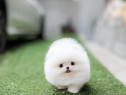 Pomeranian mini boo cadoul ideal