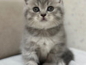 British Silver tabby