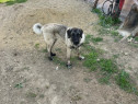 Câine kangal de 1 an!