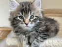 Siberiană de pădure puiuți disponibili imediat! Cel mai frumos cadou