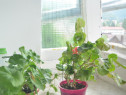 Apartament cu doua camere de vanzare situat in Busteni