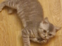 British Shorthair White si Silver Tabby, masculi si femele
