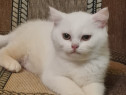 British Shorthair și Longhair White si Silver Tabby, masculi si femele