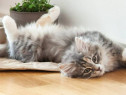 Pui Angora Turceasca