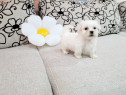 Bichon maltez toy