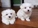 Bichon maltez mini toy