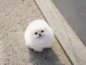 Pomeranian ursulet mini boo