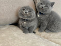 British shorthair puiuți