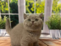 British shorthair lila