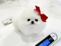 Pomeranian mini bio talie mică