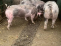 Disponibili Porci Porc Purcea Purcei 80-100kg