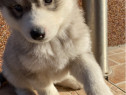 Pui husky siberian