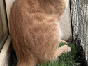 Pisicuta metis British Shorthair pui gratuit