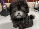 Bichon Maltez Mini Toy Black