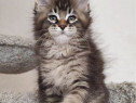 Maine coon Fetita