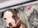 Pui de Amstaff, rasa pura