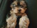 Mascul yorkshire terrier 3,5 luni