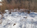 Teren Intravilan Sinaia 4034 mp