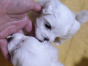 Bichon maltez talie mica