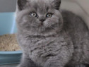 Btitish shorthair puiuți